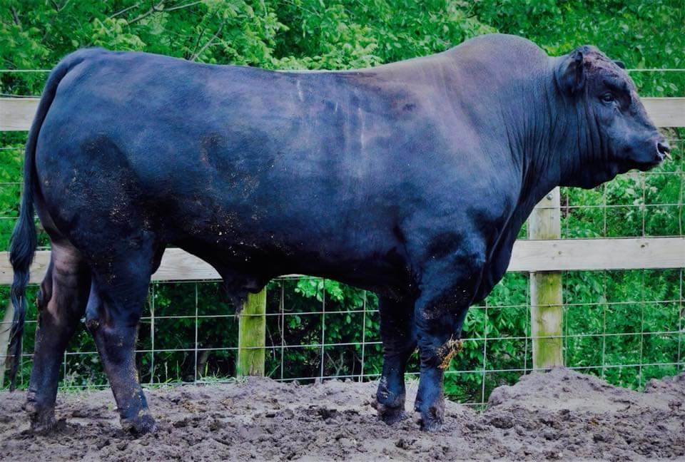 Lembu Ternakan SAS FRIENDS AGROFARM